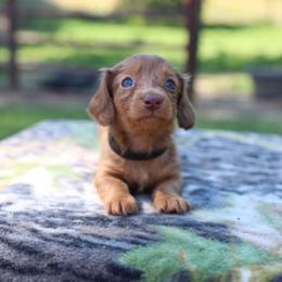 Dachshund puppies from Whiskey River Farm