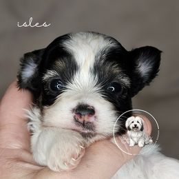 Isles - Black and white female Coton de Tulear puppy in Iowa from Jac Be Nimble Cotons