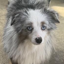 Odie - Toy Australian Shepherd