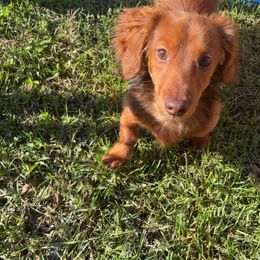 Dachshund All Grown Up from Emily’s Mini Dachshunds