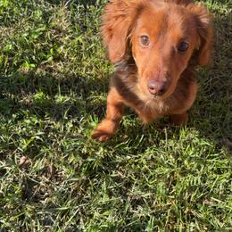 Dachshund All Grown Up from Emily’s Mini Dachshunds