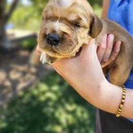 Liberator - Dark golden female Golden Retriever puppy in Calimesa, California from Coppertown Retrievers