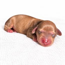 Finnley - Cream male Dachshund puppy in Tampa, Florida from Crosbys Doxies