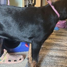Rottweilers from Tony Robinson