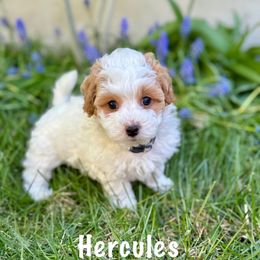 Hercules - Red Havapoo puppy in South Jordan, Utah from Meadowlark Doodles