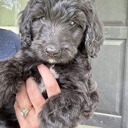Aussiedoodle and Goldendoodle Puppies from Dream Hollow Farm