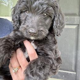 Aussiedoodle and Goldendoodle Puppies from Dream Hollow Farm