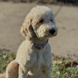 Luna - Goldendoodle
