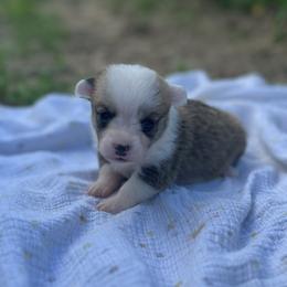 Rory - White and red female Pembroke Welsh Corgi puppy in Hope, Arkansas from Foxy Knoll Farm