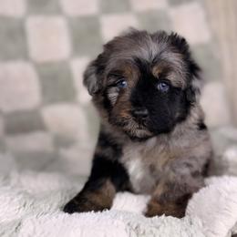 Cannoli BLUE EYES - male Australian Mountain Doodle puppy in Sweetwater, Florida from Sandy Snout Doodles
