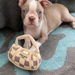 Boston Terrier Puppies from Lola’s House of Bostons & Rescue