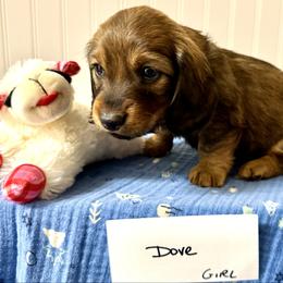 Dove - Chocolate and tan female Dachshund puppy in Crawford, Colorado from Spotted Doxie Ranch