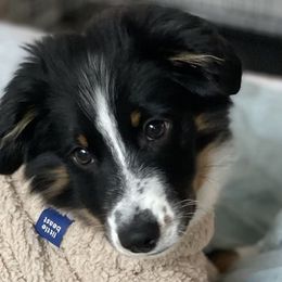 Australian Shepherds from Alissa's Australian Shepherds