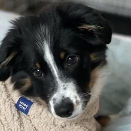 Australian Shepherds from Alissa's Australian Shepherds