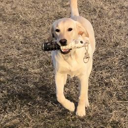 Labrador Retriever All Grown Up from Learn's Labs