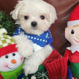 Boy 1 - White male Maltese puppy in The Villages, Florida from My Precious Pups