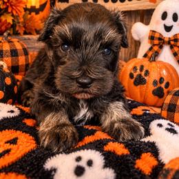 Willie - Parti male Miniature Schnauzer puppy in Carriere, Mississippi from Sassy Schnauzers