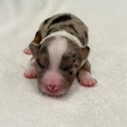 TOPAZ - Blue merle male Miniature American Shepherd puppy in Bixby, Oklahoma from Roeboat Aussies
