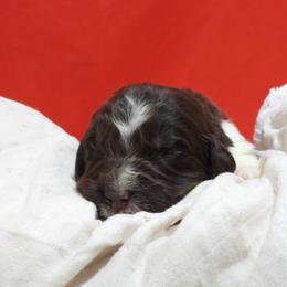 Mocha Female Pink Collar - Brown female Newfoundland puppy in Dalton, Ohio from Newfforu
