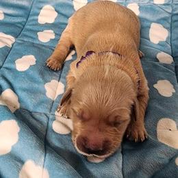 Girl 1 - Golden female Golden Retriever puppy in Saginaw, Michigan from Precious Kennel Retrievers