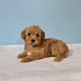 Evander - f2b (2 lbs 10 oz) - Red male Cavapoo puppy in Floyd, Virginia from Hearts and Paws Poodles and Doodles