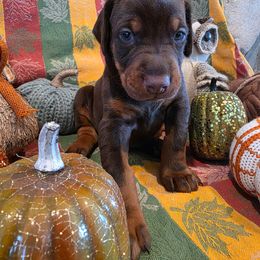 Blue - Red and rust male Doberman Pinscher puppy in Anderson, Indiana from Legendary Kennels