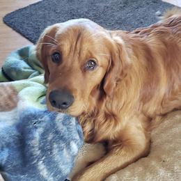 Lily - Golden Retriever