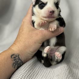 Willow - Black and white female Pomsky puppy in Casa Grande, Arizona from Arizonas Pomsky Squad