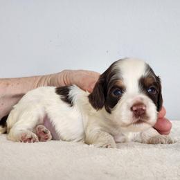 Kelly - Brown white and tan female Cockapoo puppy in Louisburg, North Carolina from Raven Oak's Mini Cockapoos and Mini Dachshunds