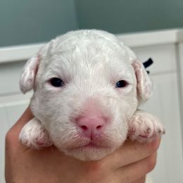 Black - White female Sheepadoodle puppy in Archer, Florida from Gainesville Sheepadoodles