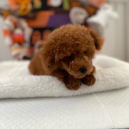 Peanut - Red  male Poodle puppy in Bakersfield, California from Pups and Paws Toy Poodles