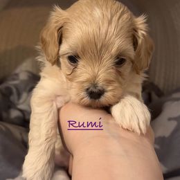 Rumi - Apricot female Maltipoo puppy in Lake Ann, Michigan from Riyem Wildflower Farms