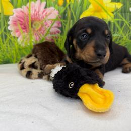 Pidge - Black and tan female Dachshund puppy in Palm Bay, Florida from Anastasia’s Royal Weenies