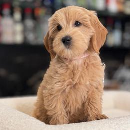 Lady - Apricot female Goldendoodle puppy in South Jordan, Utah from Wasatch Pup