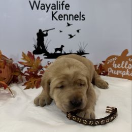 Brown - Yellow male Labrador Retriever puppy in Newton Grove, North Carolina from Wayalife Labradors & Gsp’s