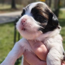 Luke - White male Lhasa Apso puppy in Greenville, South Carolina from Lots of Lhasa Love