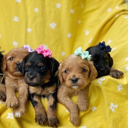 Cavalier King Charles Spaniel, Cavapoo, and Poodle Puppies from Red Skye Cavaliers and Cavapoos