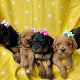Cavalier King Charles Spaniel, Cavapoo, and Poodle Puppies from Red Skye Cavaliers and Cavapoos
