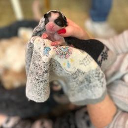Girl 2 - Brindle and white Shih Tzu puppy in Round O, South Carolina from Carolina Kountry Shih Tzus