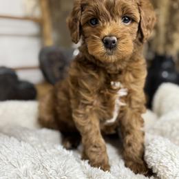 Goldendoodle and Maltipoo Puppies from Jessica's Maltipoo and Goldendoodle