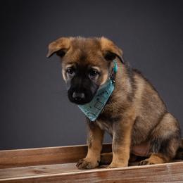 German Shepherd Puppies from Barenstadt Kennels