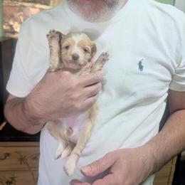 DaoDog Penelopa The Wise - White and chocolate female Chinese Crested puppy in Highland Park, Michigan from Family Kennel Dao Dog