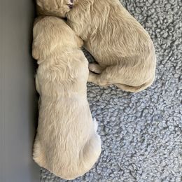 Poodle Puppies from The Rad Poodles