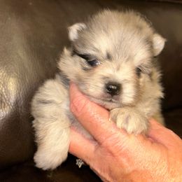 Speckle - Blue merle male Pomeranian puppy in Zavalla, Texas from Precious Puff Poms