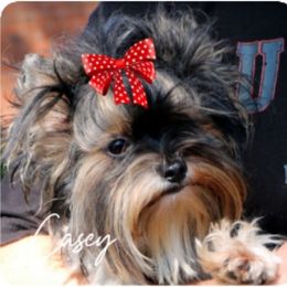 Casey - Yorkshire Terrier