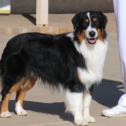 Beau - Australian Shepherd