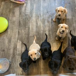 Labrador Retriever Puppies from Blackbird Labradors