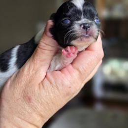 Stella - Black and white female Chihuahua puppy in Xenia, Ohio from Moose Creek Chihuahua's