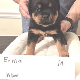 Ernie- Yellow collar boy 5 - Black and mahogany male Rottweiler puppy in Carnesville,, Georgia from Von Knopf Rottweilers