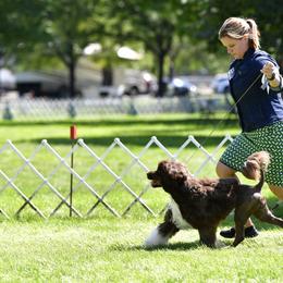Portuguese Water Dog Puppies from Allegiance Portuguese Water Dogs